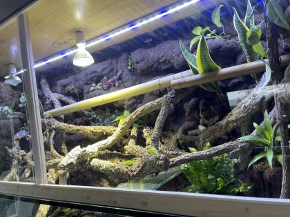Chamäleon oder Taggecko gesucht für sehr großes Terrarium!