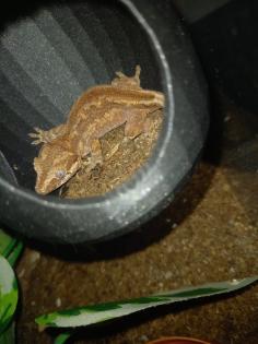 Höckerkopfgecko 0.0.1 mit Terrarium