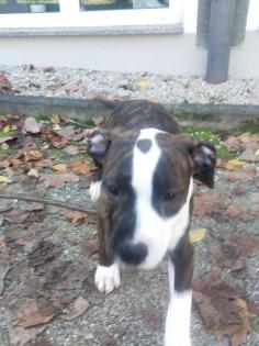 Ich verkaufe einen 3 Monate alten American Staffordshire Terrier-Welpen