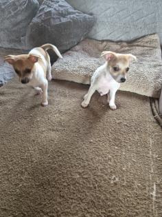 Chihuahua Mix Welpen