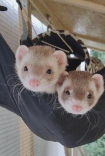 ? Frettchen Duo sucht dritten Komplizen ?