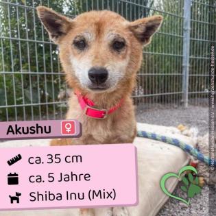 Akushu - süß und klein