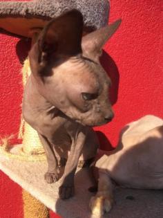 DonSphynx 