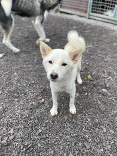 Kiyo - lieb, sozial - Shiba Inu-Mischling