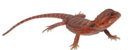 Suche schöne rote , weiße Bartagamen Farbagamen wie Cawley Red P. Vitticeps, Zer