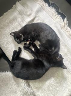 Kitten, Kätzchen, Junge, Waldkatze