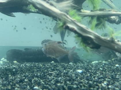 Diskusfische / Aquariumauflösung