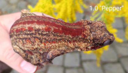 Rhacodactylus auriculatus (Höckerkopfgeckos) für HAMM