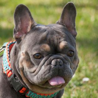 FRENCH HUGO - männlich 4 Jahre 34 cm 14 kg Französische Bulldogge Gechipt Nicht 