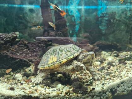 Wasserschildkröte inkl. Aquarium & Zubehör