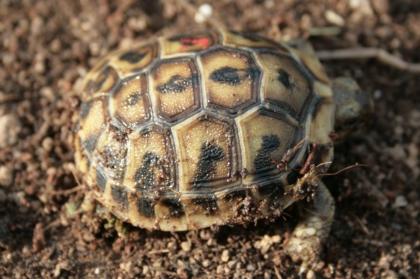 Griechische Landschildkröten, Thb. un Thh. (kleinbleibende Unterart aus dem west