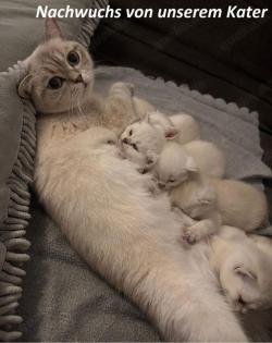 Deckkater Stammbaum blauen Augen BKH Farbe seal-silver-shaded-point ns 11-33