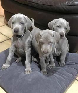 Traumhaft schöne Weimaranerwelpen aus erstklassiger deutscher Zucht