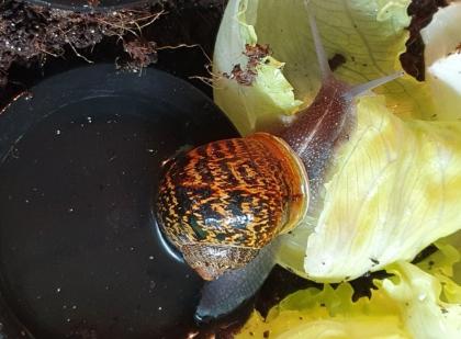 Gefleckte Weinbergschnecken Babys ( Cornu aspersum )