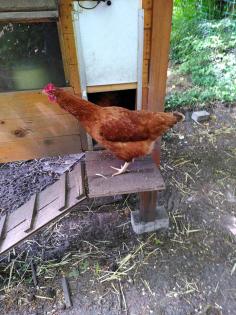 Winterfester Hühnerstall