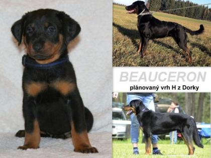 Beauceron Welpen zu Reservierung