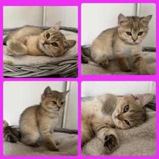 Bkh Kitten Gold chocolate/ black shaded tabby