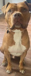 Red Nose   Deckrüde