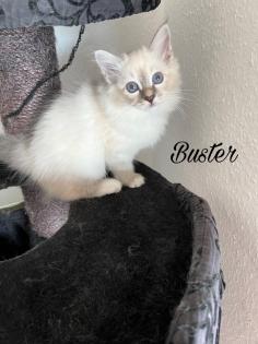 Heilige Birma Kitten / unsere zuckersüßen Wölkchen :)