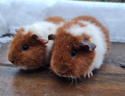 Meerschweinchen