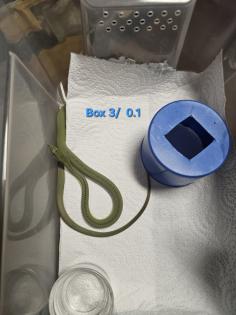 Philodryas baroni DNZ 08/25