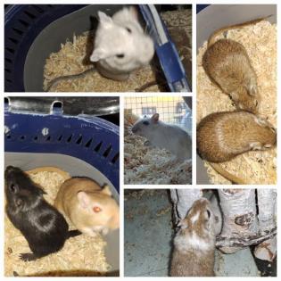 Junge bunte Rennmäuse Rennmaus vierer Gruppe männlich weiblich Gerbil