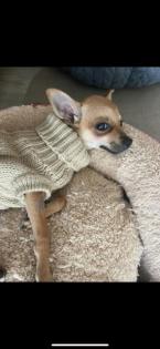 Welpen Rehpinscher