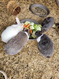 Kaninchen zu verschenken