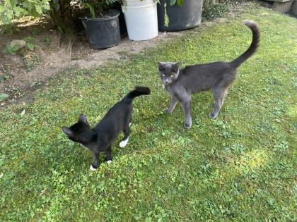 Kitten, Kätzchen, Junge, Waldkatze