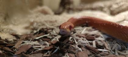 2 adulte Kornnattern + Terrarium + Zubehör abzugeben