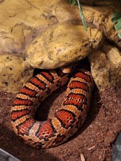 Kornnatter Schlangen