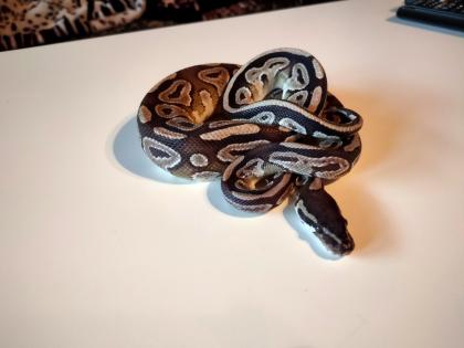 2 Köpy (Mojave)1.1 Inkl. Terrarium und zubehör