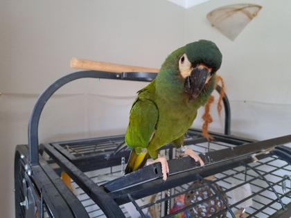 1 Paar Rotrückenara (Red-Winged Macaw)
