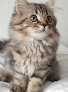 4 Süßes BKH und BLH-Kitten !
