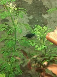 Neocaridina davidi Dark GreenJade  (Süßwasser Garnelen)