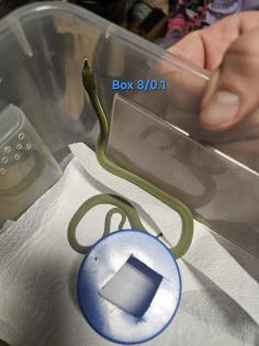 Philodryas baroni DNZ 08/25