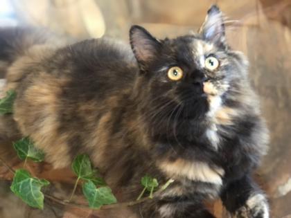 Katze Dori sucht ein liebevolles Zuhause …