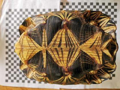 Geochelone Radiata 0.4 weibchen