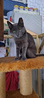 Auf der Suche nach einem liebevollen Zuhause: Zwei besondere Katzen suchen gemei