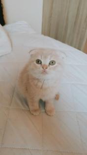 BKH Mix Scottish Fold Kitten 