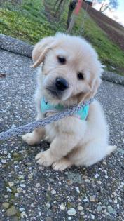Golden Retriever 