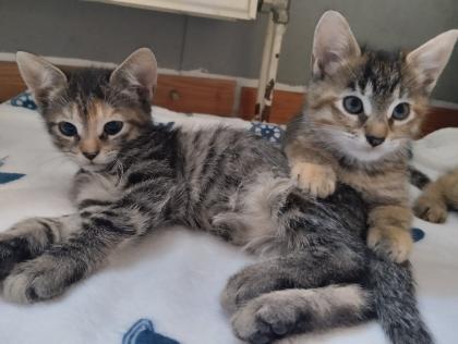 * 5 süße Kitten suchen ein liebevolles Zuhause *