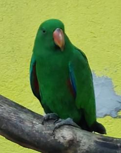 Neuguinea Edelpapagei 1.0 aus 08/2024