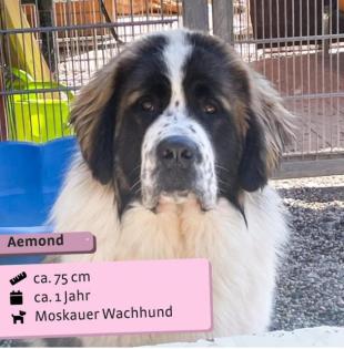 Aemond, einen treuen Begleiter fürs Leben