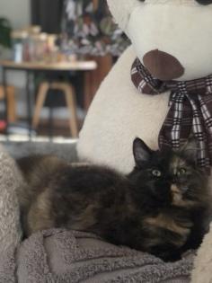 Katze Dori sucht ein liebevolles Zuhause …