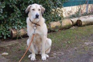 Zimtschnecke - weiblich  4 Jahre  78 cm  47 kg  Kangal-Mix Gechipt Kastriert