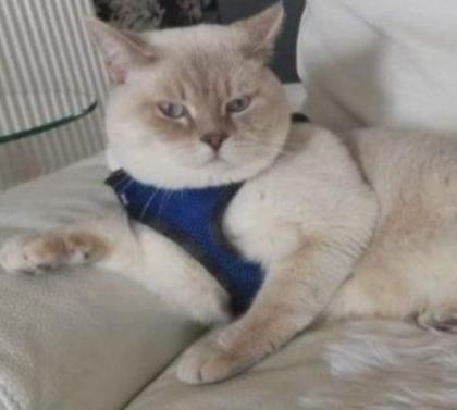Deckkater 