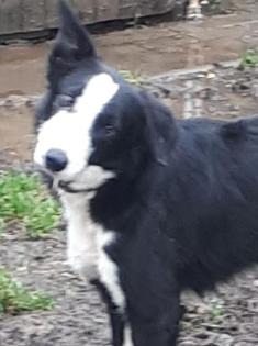 Luke - Border Collie