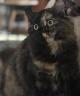 Katze Dori sucht ein liebevolles Zuhause …