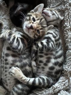 Bengalen aus liebevoller Zucht mit TICA-Stammbaum melanistic und brown spotted